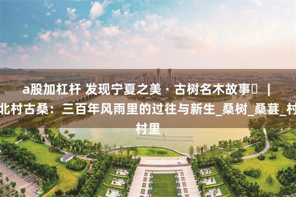 a股加杠杆 发现宁夏之美 · 古树名木故事⑬ | 中北村古桑：三百年风雨里的过往与新生_桑树_桑葚_村里